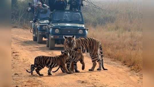 व्याघ्र प्रकल्पही३१ मार्चपर्यंत बंद