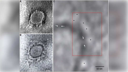 करोना व्हायरस कसा दिसतो? बघा भारतीय शास्त्रज्ञांनी लावला शोध