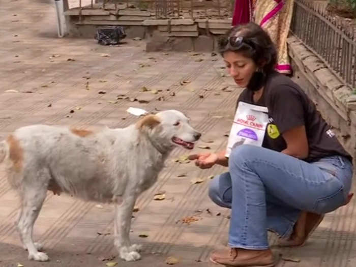 Coronavirus In India त क ल कड उन म य ब ज ब न ज नवर भ ख न मर ज ए Coronavirus In India Animal Lovers Feeding Stray Animals While Lockdown In Country Due To Covid 19 Infection Navbharat Times