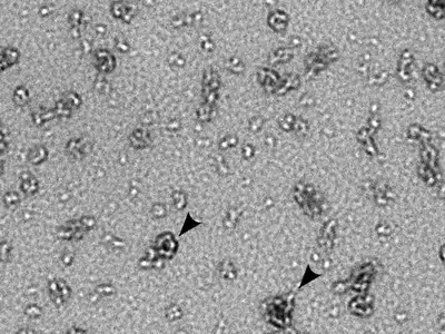 फोटो: साभार विकिमीडिया कॉमंस