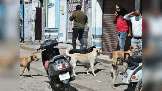 लॉकडाऊन: कुत्र्यांच्या वर्तणुकीत होतोय 'असा' बदल!