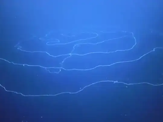 giant-siphonophore-seen-at-australia-coast-possibly-largest-on-the-planet