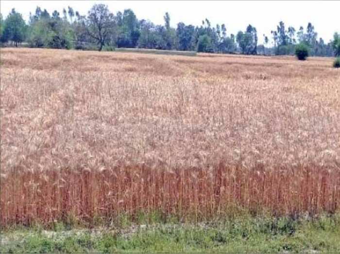 Farmers In Crisis Amid Lockdown ल कड उन ख त म ग ह क फसल त य र खड न म ल रह मजद र न फसल क टन क मश न Amid Lockdown Wheat Farmers Are Waiting To Harvest Their