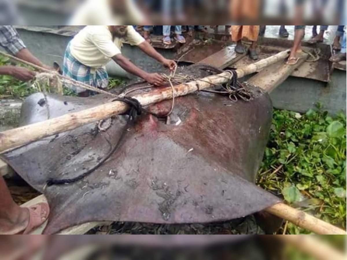 Sting Fish পদ ম য উঠল ১৮৫ ক জ র ব রল স ট ফ শ ব ক র ৪০ হ জ র A Giant Sting Fish Weighing 175 Kg Was Caught In The Padma River Of Chandpur Eisamay