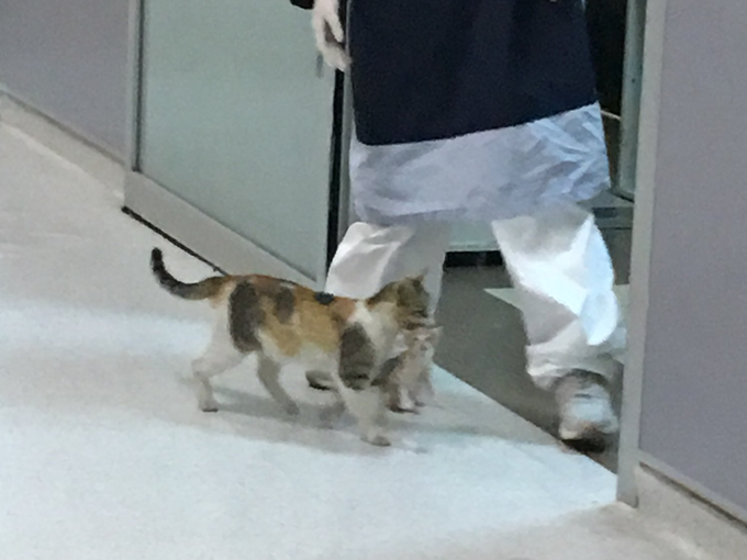 बच्‍चे के साथ इमर्जेंसी रूम में आई बिल्‍ली