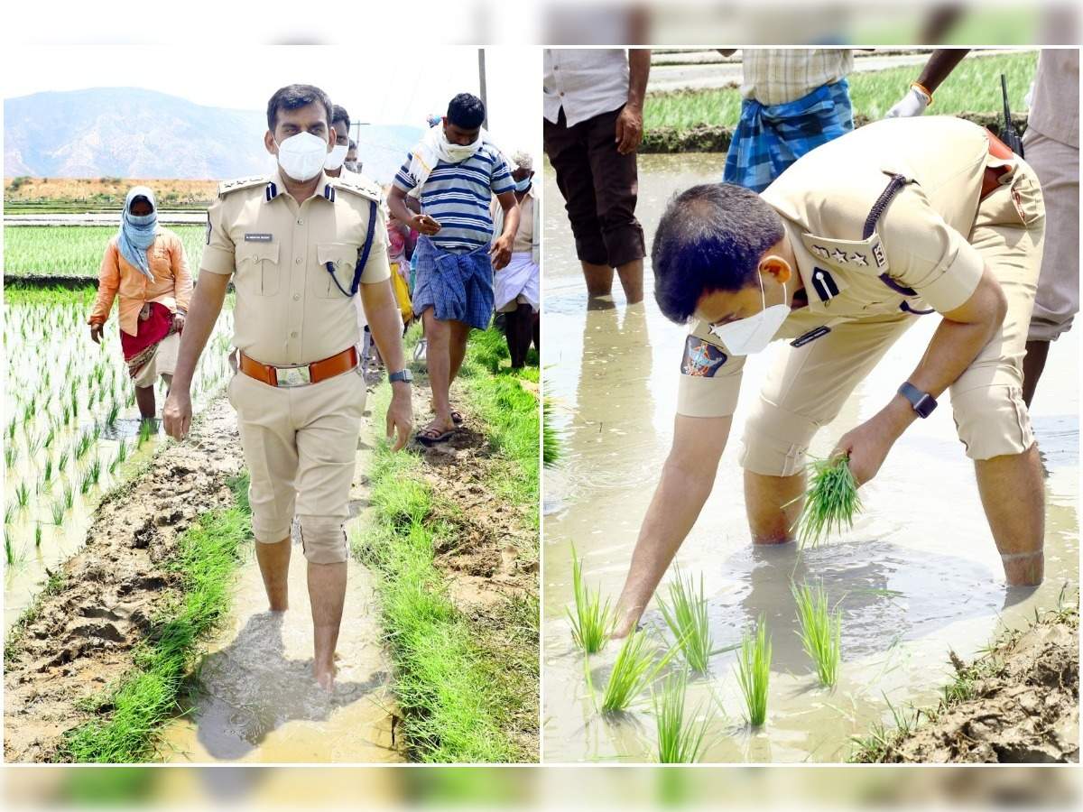 Tirupati Sp Ramesh Reddy చ త త ర వర న ట ల వ స న ఐప ఎస ర త బ డ డల Tirupati Sp Ramesh Reddy Joined Hands With Farmers And Planted Paddy Samayam Telugu