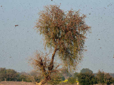 locusts attacks: Locusts Attack: टिड्डी दल का हमला ...