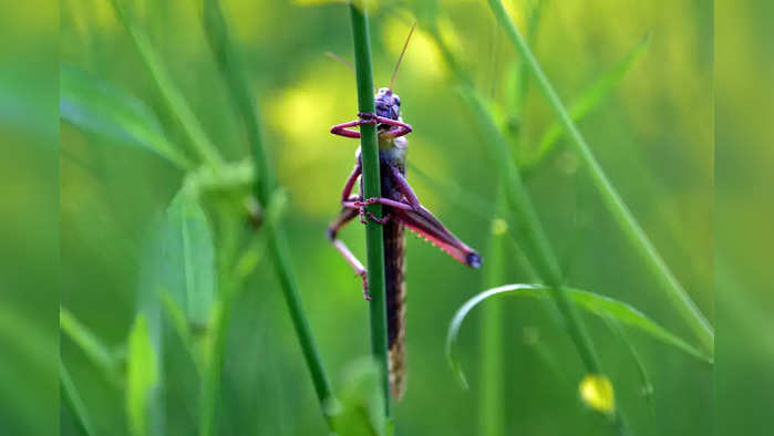 locusts-bccl