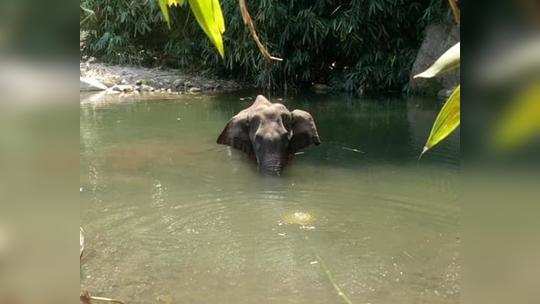 गर्भार हत्तीणीच्या मृत्यूनं रतन टाटाही गहिवरले!