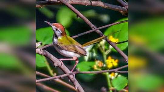 लॉकडाउनमध्ये दुर्मिळ पक्ष्यांचे दर्शन