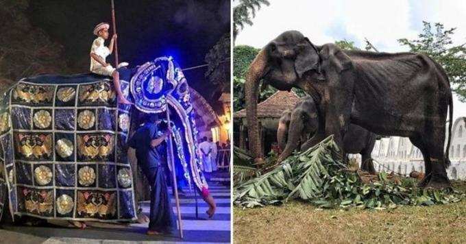 वो हाथी.... जिसकी फोटो ने पूरी दुनिया को रुलाया