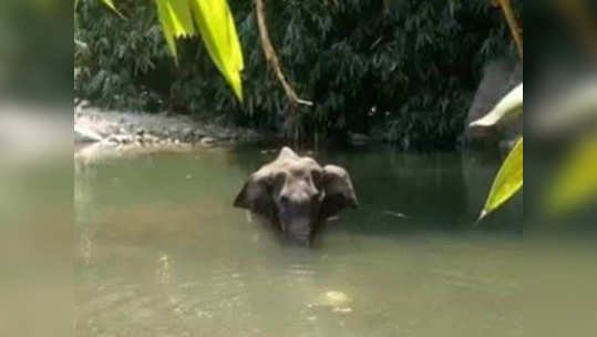 मृत्यूपूर्वी हत्तीण १४ दिवस होती उपाशी, शवविच्छेदनात सत्य उघड