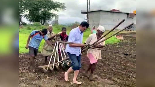 बळीचं राज्य! कोल्हापूरच्या शेतात शेतकऱ्यासोबत राबला 'राजा'