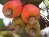 Cashew For Mental Health: डिप्रेशन को दूर करने में सहायक है यह टेस्टी ड्राईफ्रूट, रोज खाने से दिल भी रहता है हेल्दी 