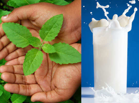 दूध: तुलसी के साथ दूध पीना हो सकता है खतरनाक, पढ़ें कारण - milk benefits in  hindi benefits of tulsi water in hindi side effects of tulsi milk |  Navbharat Times