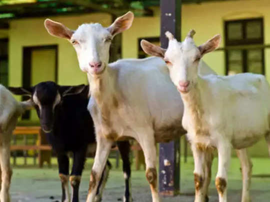 फ्लोरिडा में बकरियों के पैटरनिटी टेस्‍ट के लिए महिला ने कर दिया मुकदमा 