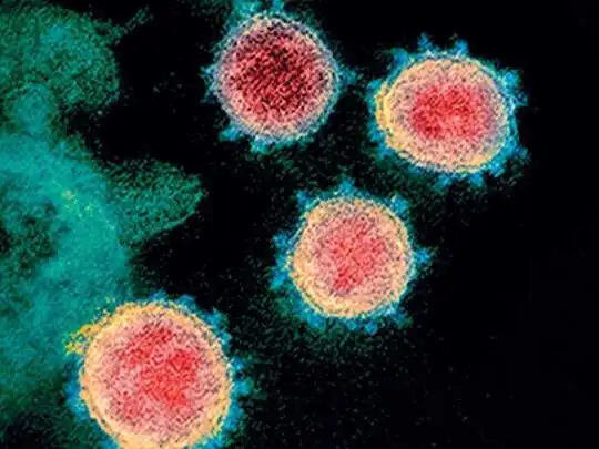 g4 virus in china: ജി4:ഭീഷണിയായി പുതിയ മാരക വൈറസ് ചൈനയില്‍... - new swine flu pandemic virus discovered in china | Samayam Malayalam