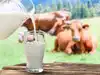 Brucellosis: कच्चा दूध पीने से होती है ब्रूसेलोसिस, जानें क्या बला है यह 