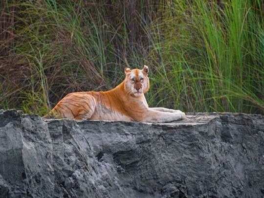 ভারত : কাজিরাঙায় এবার দেখা মিলল 'সোনালি বাঘ'-এর।আইএফএস অফিসার প্রবীণ কাসওয়ান সম্প্রতি ট্যুইটারে এই বাঘের ছবিটি দিয়েছেন। ভারত : কাজিরাঙায় এবার দেখা মিলল 'সোনালি বাঘ'-এর।আইএফএস অফিসার প্রবীণ কাসওয়ান সম্প্রতি ট্যুইটারে এই বাঘের ছবিটি দিয়েছেন।