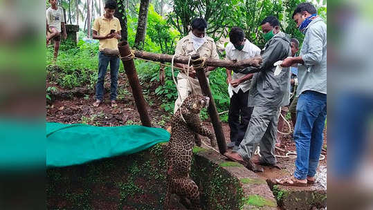 Leopard बिबट्या विहिरीत पडलाच कसा?; 'त्या' घटनेची होणार चौकशी