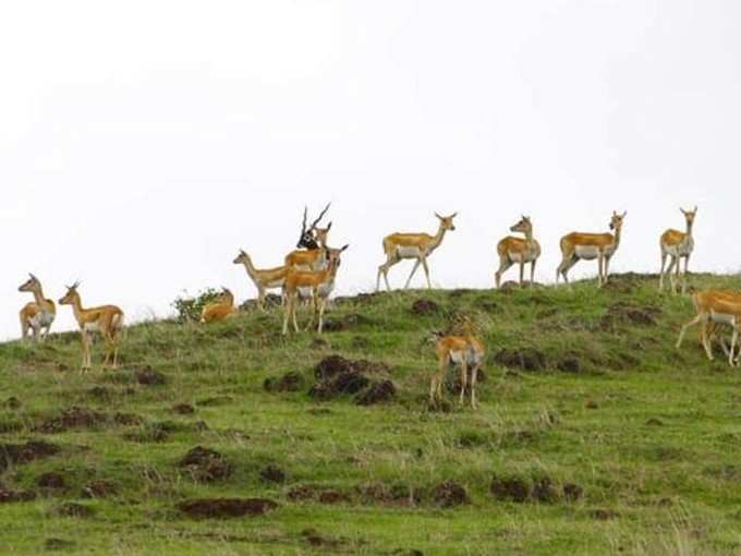 sagareshwar deer sanctuary