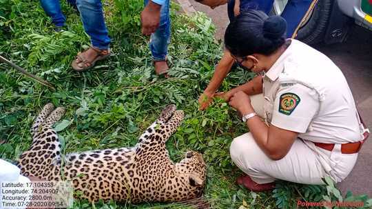 पुणे-बेंगलोर महामार्गावर बिबट्याचा वावर; रस्ता ओलांडताना वाहनाची धडक