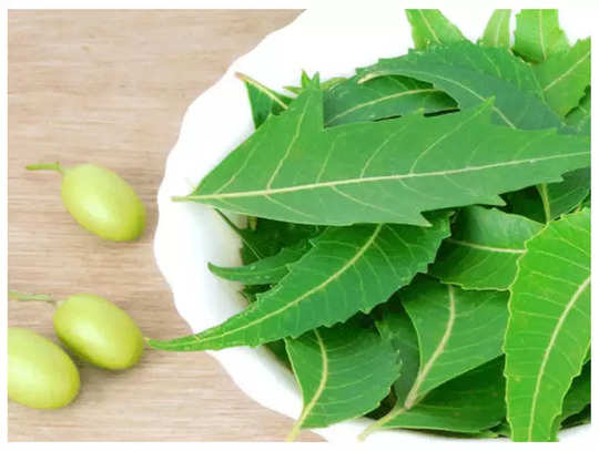 neem leaf benefits, ಬೇವಿನ ಸೊಪ್ಪಿನ ಖಾದ್ಯಗಳು ಮತ್ತು ಆರೋಗ್ಯ ಪ್ರಯೋಜನಗಳು - unique  health benefits of a neem leaves and their benefits - Vijaya Karnataka