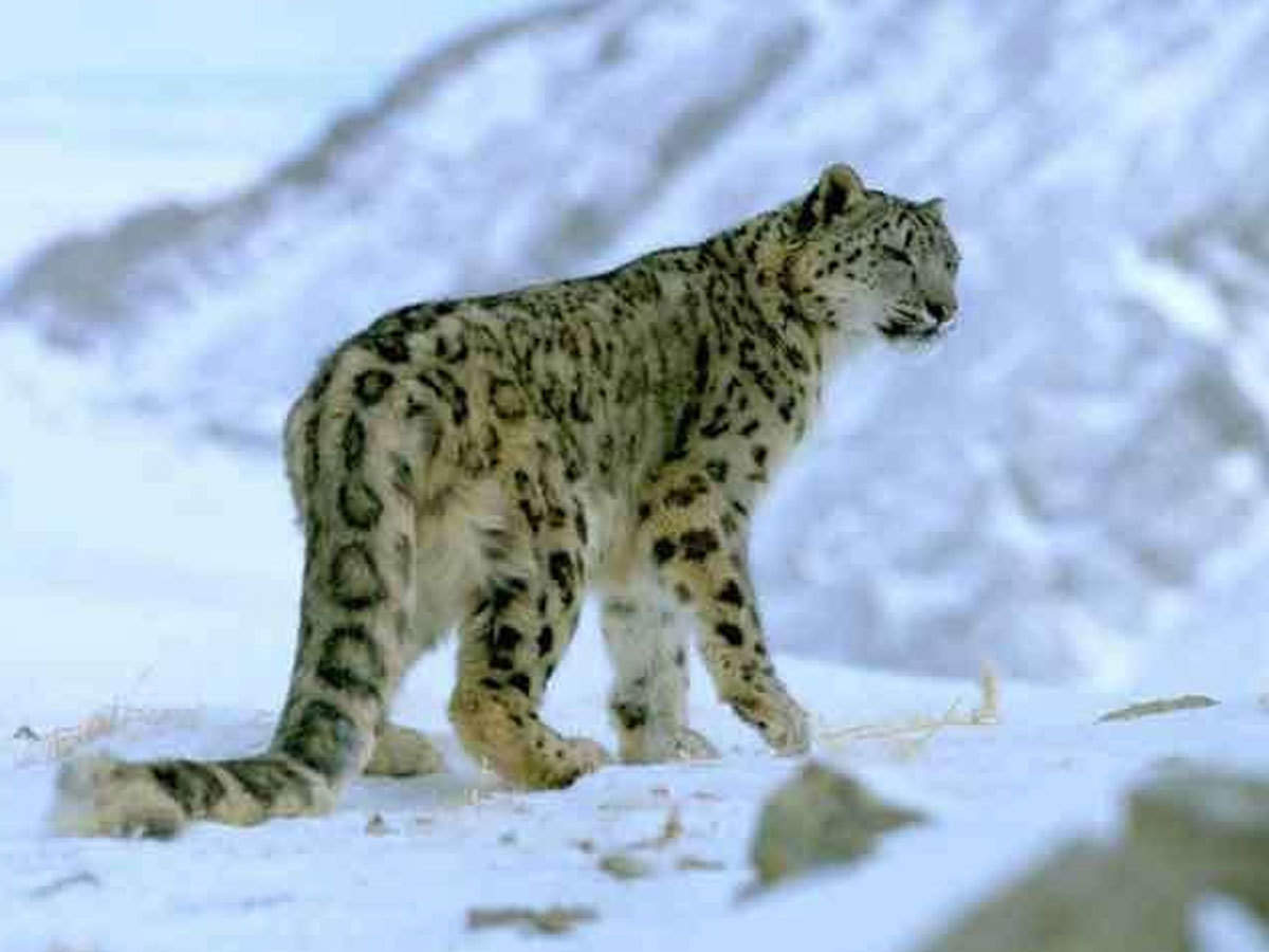 Snow Leopard उत तरक श म न दरल ड क सहय ग स बन ग द श क पहल ह म त द आ स रक षण क द र India S First Snow Leopard Conservation Center To Be Built In Uttarkashi In Collaboration