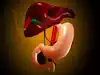 Two Best Food For Liver: बस 1 फ्रूट-1 ड्राइफ्रूट और लिवर रहेगा चकाचक 