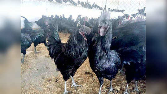 kadaknath chicken scam : कडकनाथ घोटाळ्याचे लेखापरीक्षण सुरू; सदाभाऊ खोत यांना दणका?