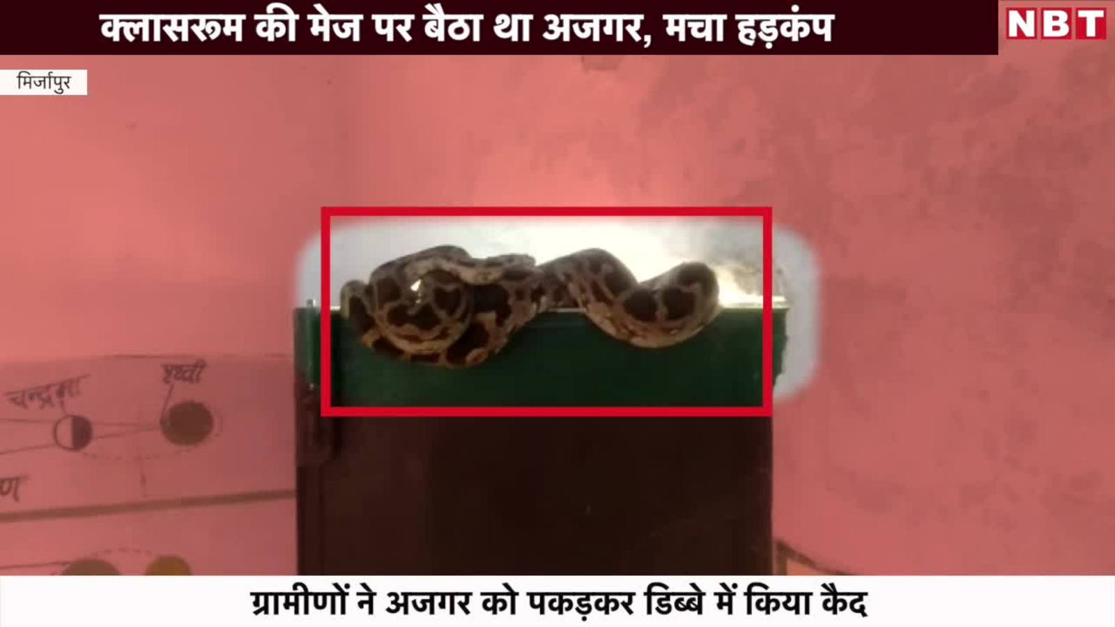 स क ल म म ल अजगर ग र म ण न पकड कर वन व भ ग क स प Python Found In School Mirzapur Uttar Pradesh Navbharat Times