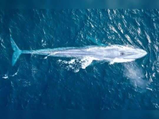 Blue whale, દરિયામાં દેખાઈ 82 ફૂટ લાંબી મહાકાય બ્લૂ વ્હેલ, અંદાજે 1 લાખ કિલો છે વજન - giant blue whale spotted near sydney cost - I am Gujarat