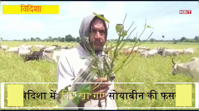 Vidisha News: कीड़े चट कर गए खेतों में लगी सोयाबीन, किसानों ने जानवरों को खिला दी 