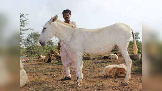 गाढविणीच्या दुधाची डेअरी, फक्त ७००० रुपये लीटर!