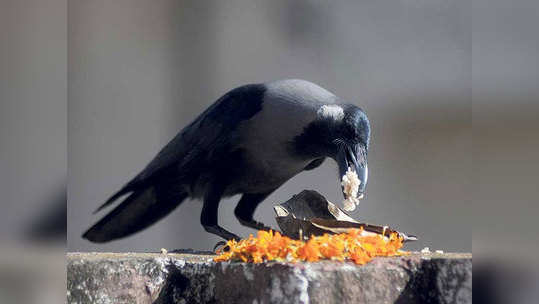 Importance of Crow in Pitru Paksha कावळ्याला का मानतात पूर्वजांचे प्रतीक? वाचा, रामायणातील कथा