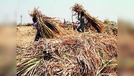 ठाण्याहून चंद्रपूरला चारा