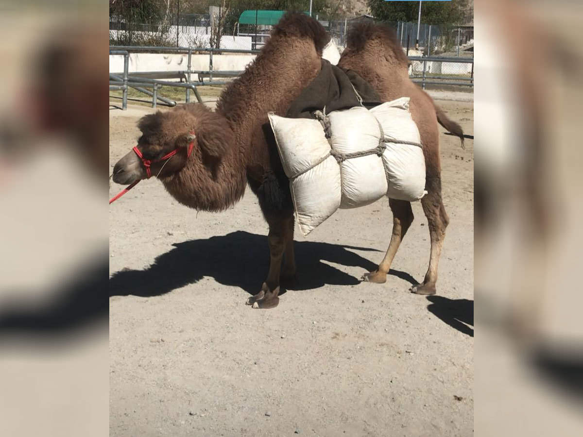 Bactrian Camel To Be Introduced On Lac In Ladakh द क बड व ल ब क ट र यन क मल स लद द ख क बर फ ल इल क म पट र ल ग कर एग भ रत य स न Navbharat Times