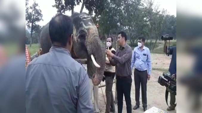 बांधवगढ़ टाइगर रिजर्व पार्क में हाथी महोत्सव, 7 दिन करेंगे गजराज करेंगे मौज-मस्ती