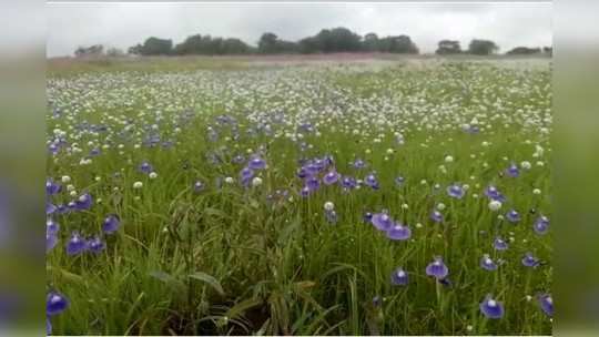 पठारांवर अवतरला स्वर्ग; रानफुलांनी बहरले सौंदर्य