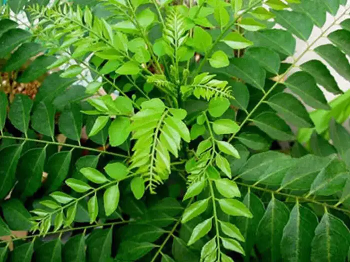 Meetha neem khane ke fayde: Curry leaves are good for heart health - मीठा  नीम होता है ऐंटिइंफ्लमेट्री गुणों से भरपूर, दिल और लिवर का रखता है खास खयाल  - Navbharat Times