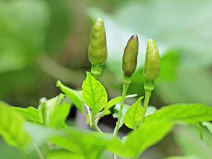 curry-leaves-2