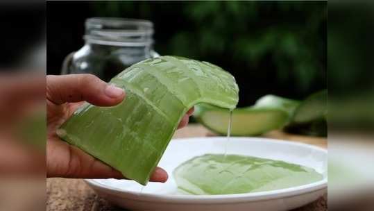 Aloe Vera घरच्या घरी कसे तयार करायचे शुद्ध अ‍ॅलोव्हेरा जेल? जाणून घ्या पद्धत