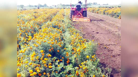 अरेरे! चार एकर झेंडूवर शेतकऱ्यानं फिरवला नांगर, फुलांची माती केली!