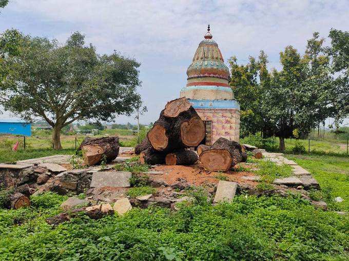 पठारवाडी येथील घोडाबा मंदिरासमोरील तोडलेले कडुलिंबाचे झाड.