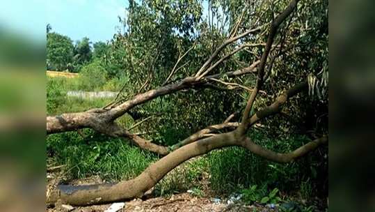 बळी गेलेल्या झाडांना श्रद्धांजली