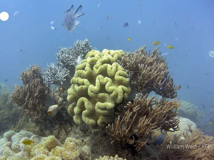 ग ल बल व र म ग न बज ई खतर क घ ट ग र ट ब र यर र फ क आध स ज य द प रव ल आब द खत म Great Barrier Reef Half Of Corals Have Died Over The Past 25 Years Scientists