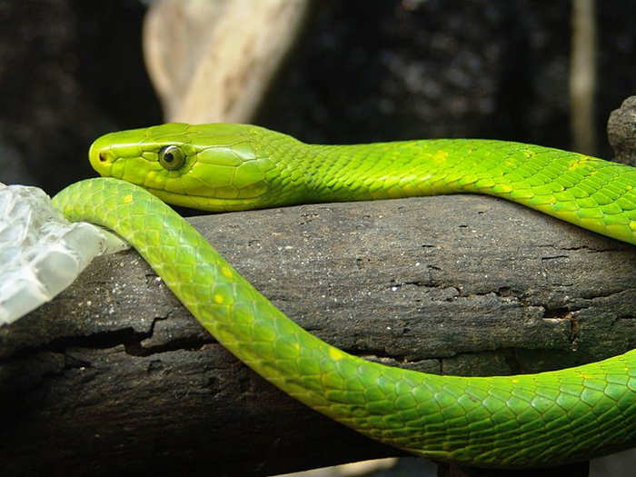 Black Mamba Snake Know About Most Poisonous Snake Black Mamba From Tanzania Why It Is So Dangerous द न य क सबस त ज सबस जहर ल स प ज सक क ट व कई म प न नह म गत