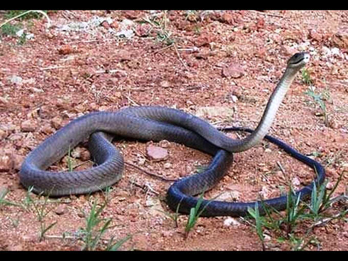 Black Mamba Snake Know About Most Poisonous Snake Black Mamba From Tanzania Why It Is So Dangerous द न य क सबस त ज सबस जहर ल स प ज सक क ट व कई म प न नह म गत