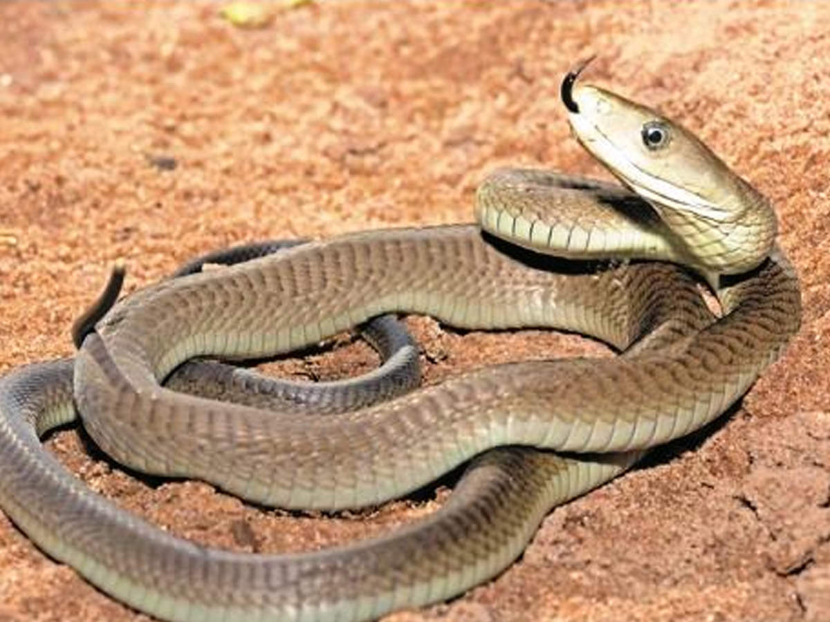 Black Mamba Snake Know About Most Poisonous Snake Black Mamba From Tanzania Why It Is So Dangerous द न य क सबस त ज सबस जहर ल स प ज सक क ट व कई म प न नह म गत