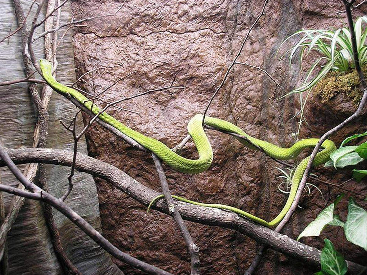 Black Mamba Snake Know About Most Poisonous Snake Black Mamba From Tanzania Why It Is So Dangerous द न य क सबस त ज सबस जहर ल स प ज सक क ट व कई म प न नह म गत